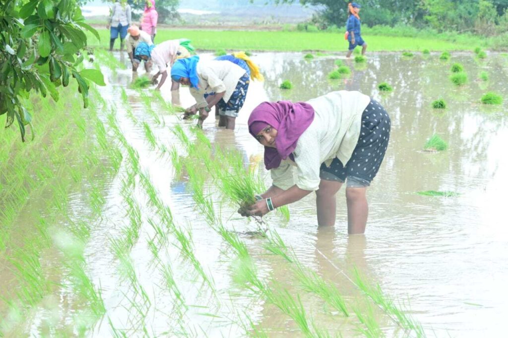 सरकार के नीतिगत फैसलों ने बढ़ाया छत्तीसगढ़ के किसानों का मान, साल दर साल बढ़ रहा है किसानों की संख्या, रकबा और उत्पादन 2 1753019395 54164d346182060fc0c3 1