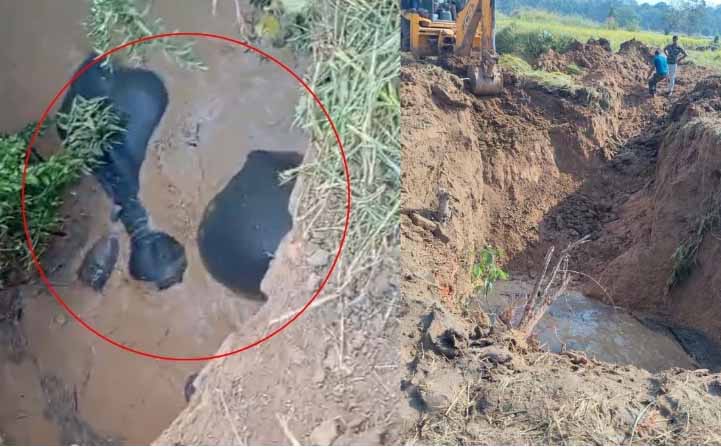 Balodabazar Chhattisgarh A group of 4 elephants fell into a well and were rescued by the Forest Department with the help of a JCB