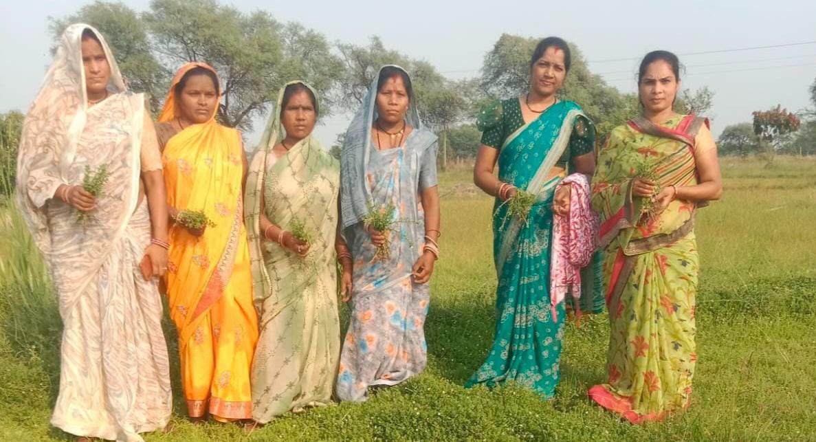 धमतरी मॉडल बना देश के लिए प्रेरणा,औषधीय पौधों की खेती से बदली महिलाओं की तकदीर 5 IMG 20260720 184958
