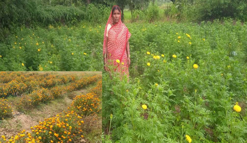 सफलता की कहानी:गेंदे की खेती से कुमारी चंद्राकर ने बढ़ाई अपनी आमदनी 2 IMG 20260807 172128