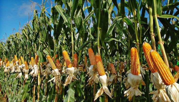 IMG 20260812 134648