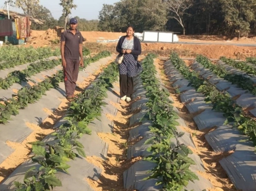 रायगढ़ के किसान ने ग्राफ्टेड टमाटर और बैंगन की खेती से कमाए 4.25 लाख 1 IMG 20260905 WA0089