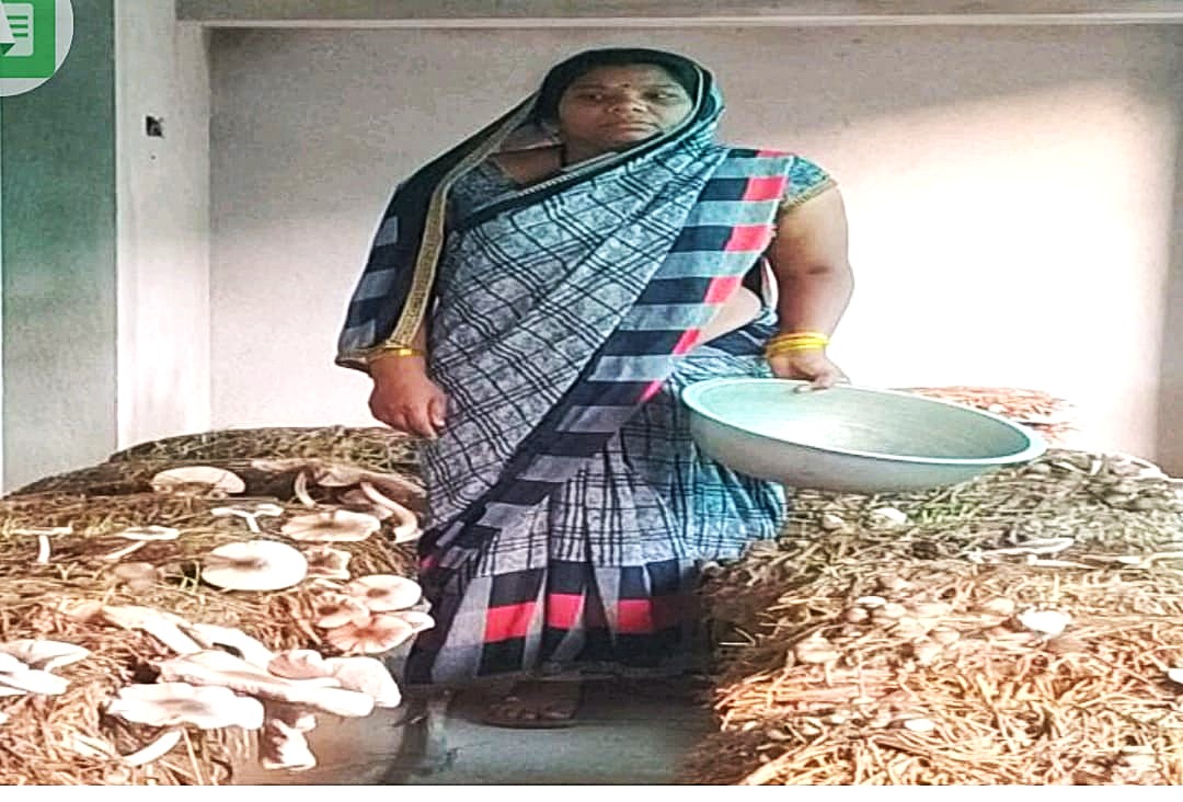 गरीबी से जुझ रही 14 महिलाओं ने समूह बनाकर मशरूम उत्पादन और दुग्ध व्यवसाय से सावित्री सहित महिलाओं की आय में हुआ इजाफा 3 No. 52