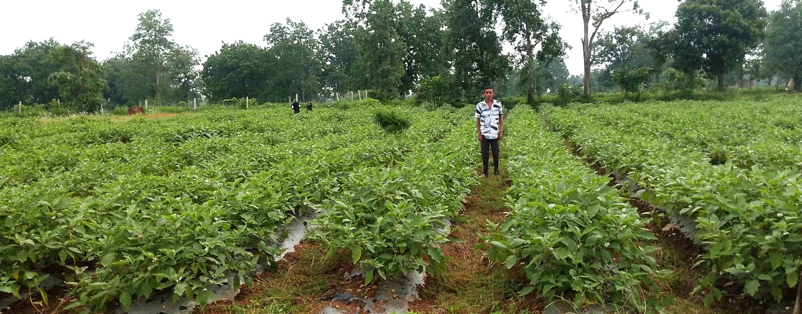ग्राफ्टेड बैंगन की खेती से गौरव की बढ़ी आमदनी 2 No. 58